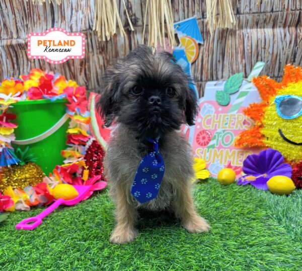 [#261798-01] Brown M Brussels Griffon Puppies For Sale