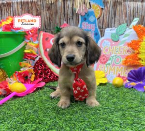 Petland Kennesaw, Georgia Dachshund puppy available