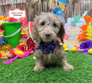 Dachshund – 33114