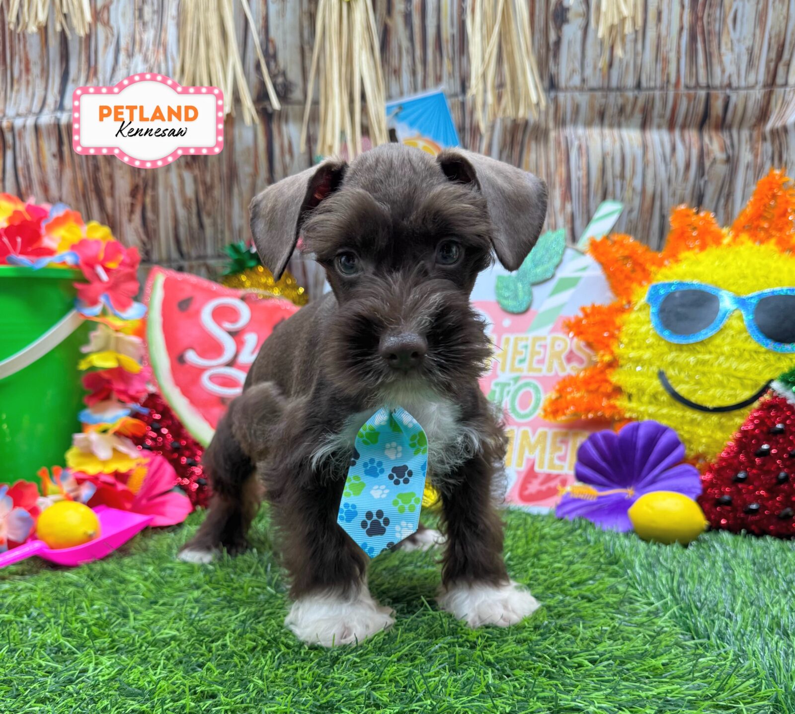 Miniature Schnauzer in Powder Springs, GA