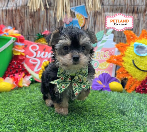 [#261338-05] Black / Tan F Yochon Puppies For Sale