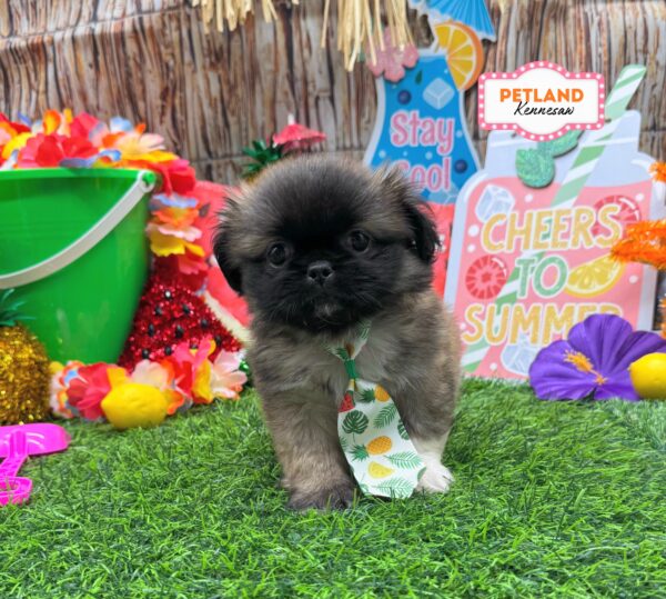 [#261335-03] Brown / White M Pekingese Puppies For Sale