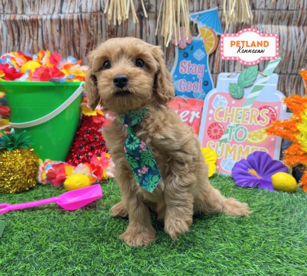[#261291-02] Apricot M Cavapoo F1B Puppies For Sale