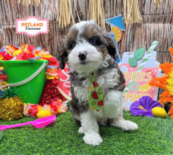 [#261207-04] Blue Merle M Aussiepoo Mini Puppies For Sale