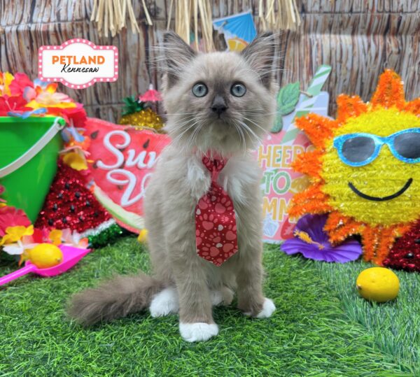 [#261586-01] Seal Mink M Ragdoll Cat Kittens For Sale