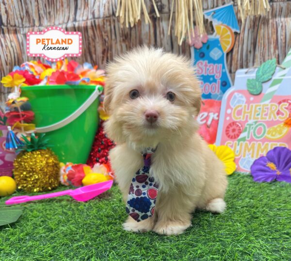 [#26388-02] Red / White M Havanese Puppies For Sale