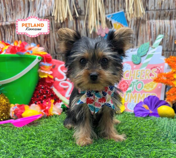 [#261199-03] Black / Tan F Yorkshire Terrier Puppies For Sale