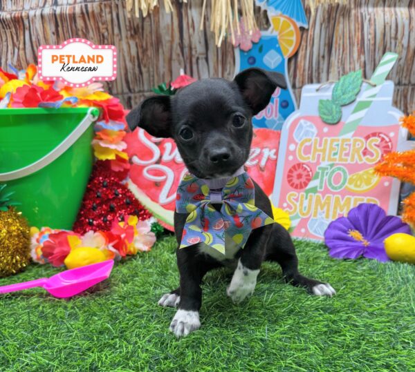 [#26490-04] Black F Chihuahua Puppies For Sale