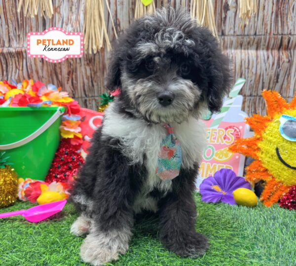 [#26342-02] Blue Merle M Poodle/Bernedoodle Puppies For Sale