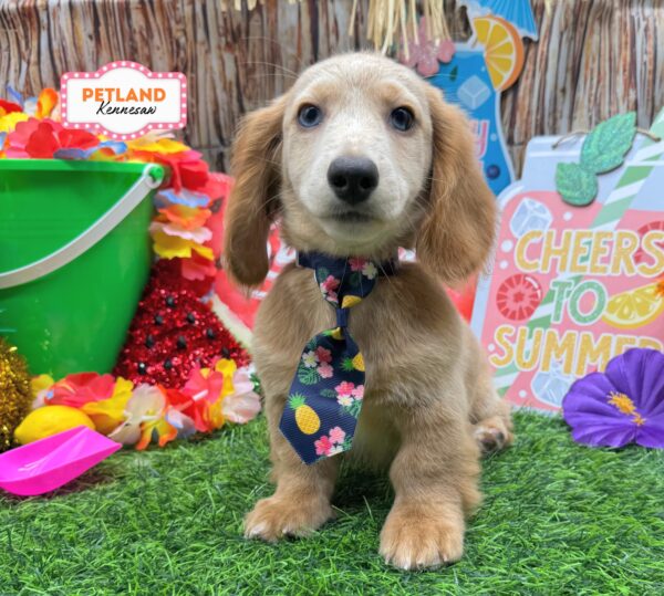 [#26328-01] Cream M Dachshund Puppies For Sale