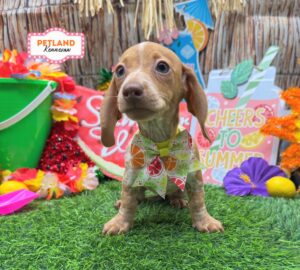 Petland Kennesaw, Georgia Dachshund puppy available