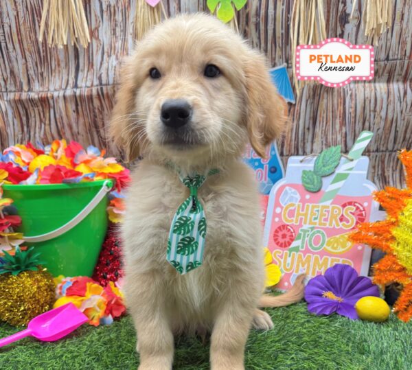[#26401-03] Light Golden M Golden Retriever Puppies For Sale