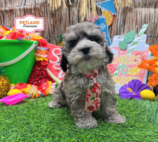 [#261332-01] Blue Merle M ShihPoo Puppies For Sale
