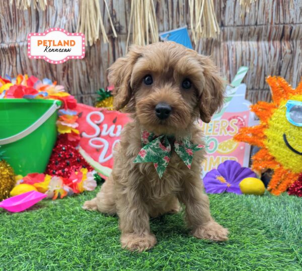 [#261291-03] Apricot F Cavapoo F1B Puppies For Sale