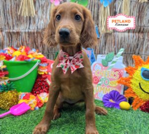 Petland Kennesaw, Georgia Irish Setter puppy available