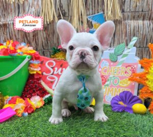 Petland Kennesaw, Georgia French Bulldog puppy available