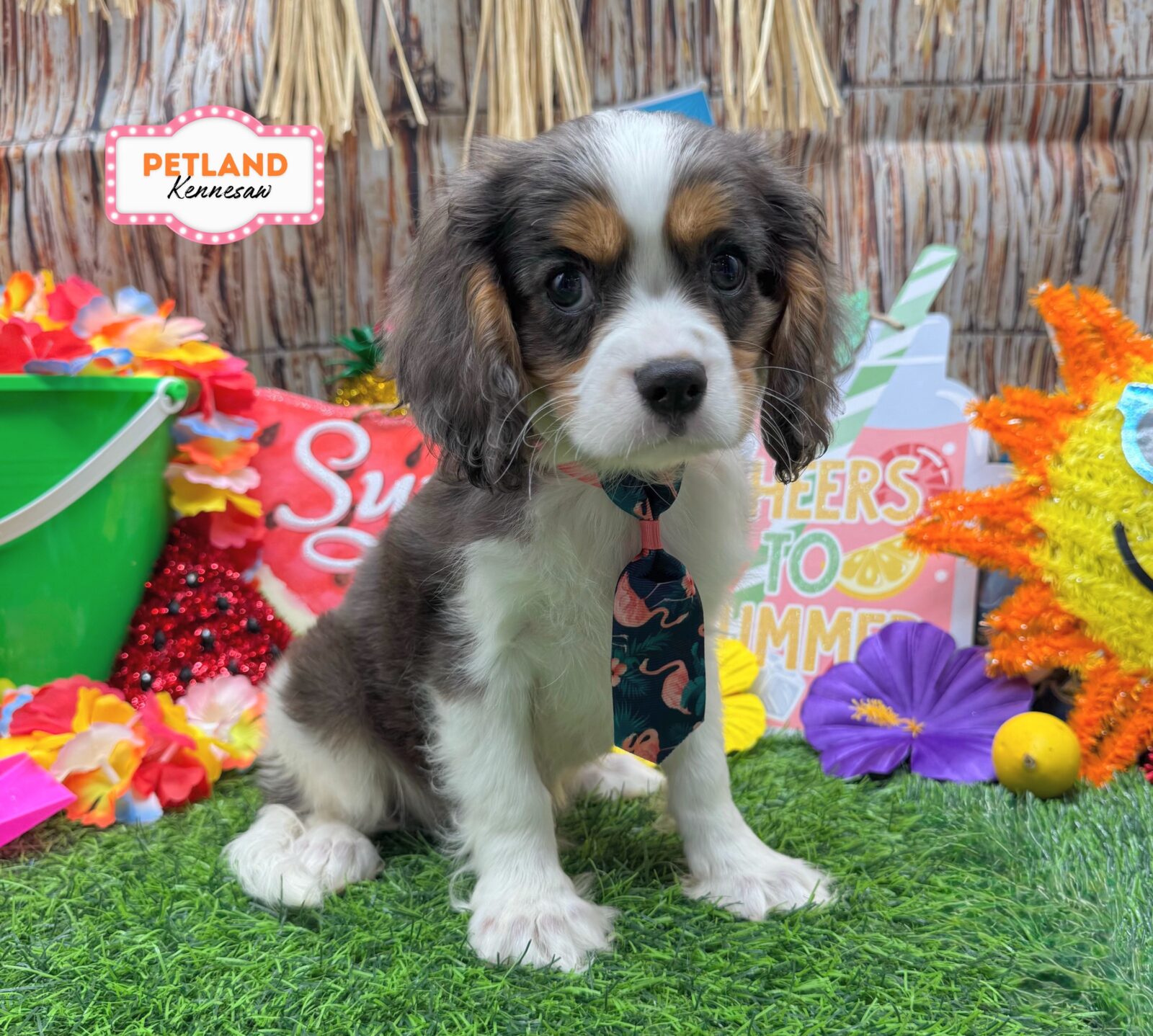 Cavalier King Charles Spaniel in Powder Springs, GA