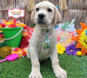 Labrador Retriever – 33136