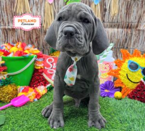 Neapolitan Mastiff – 33135