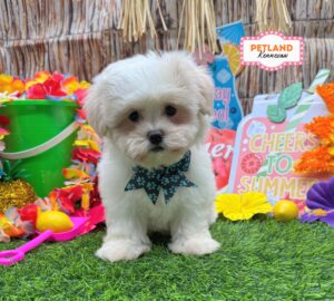 Petland Kennesaw, Georgia Teddy Bear puppy available