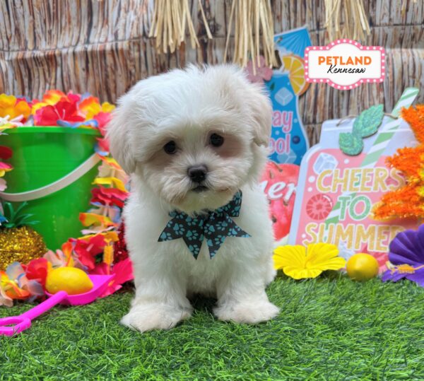 [#261123-02] Blenheim F Teddy Bear Puppies For Sale