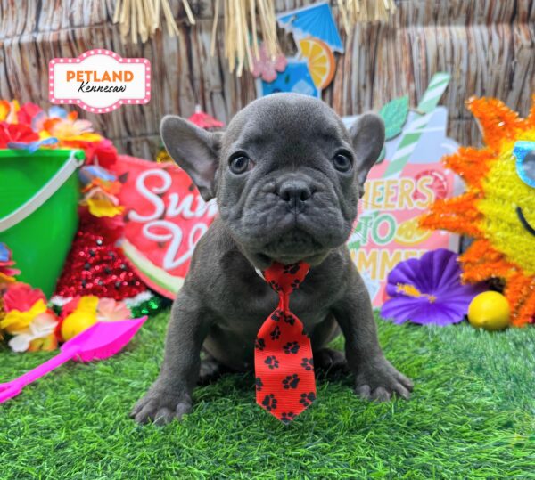 [#26344-01] Blue M French Bulldog Puppies For Sale