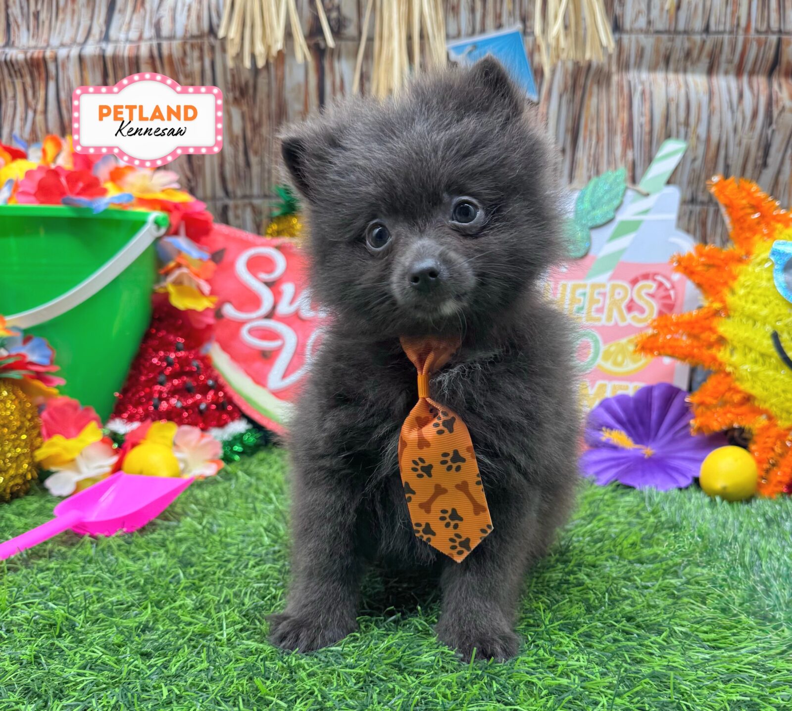 Pomeranian in Acworth, GA