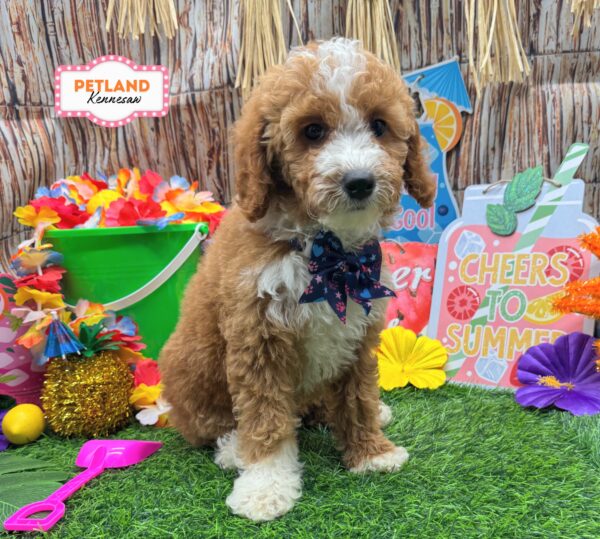 [#261355-05] Red / White F Goldendoodle Mini Puppies For Sale