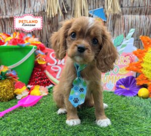 Petland Kennesaw, Georgia Cavalier King Charles Spaniel puppy available