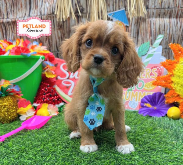 [#26464-01] Ruby M Cavalier King Charles Spaniel Puppies For Sale