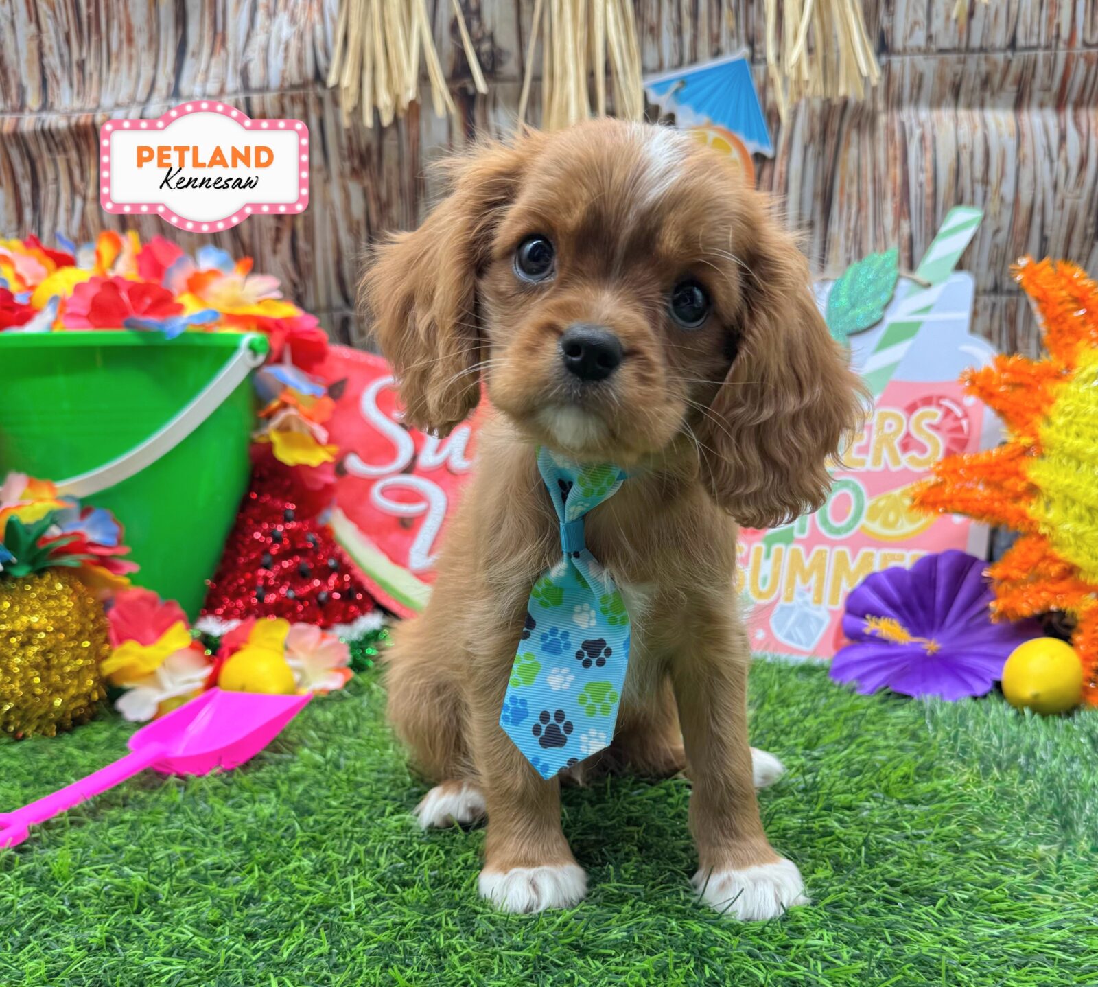Cavalier King Charles Spaniel in Acworth, GA