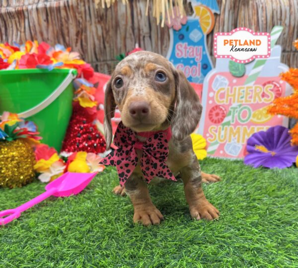 [#261398-05] Chocolate / Cream F Dachshund Puppies For Sale