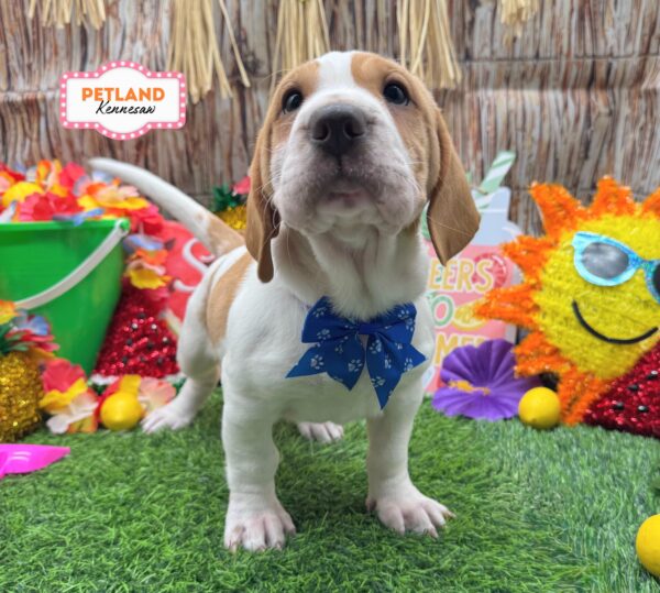 [#261436-04] Lemon / White F Walrus Puppies For Sale