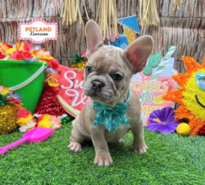 Petland Kennesaw, Georgia French Bulldog puppy available