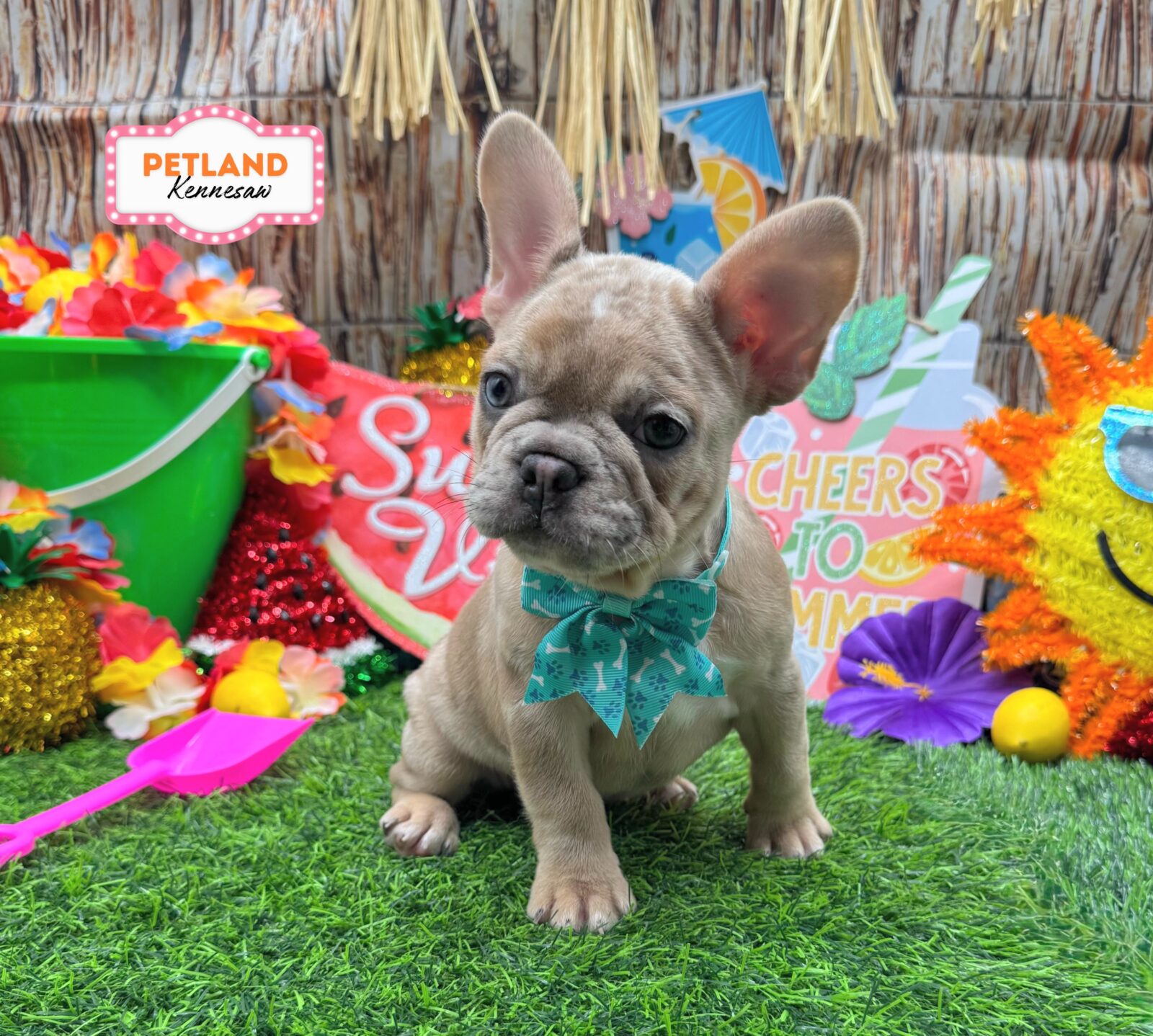 French Bulldog in Acworth, GA