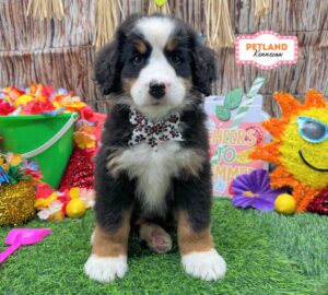 Petland Kennesaw, Georgia Bernese Mountain Dog puppy available