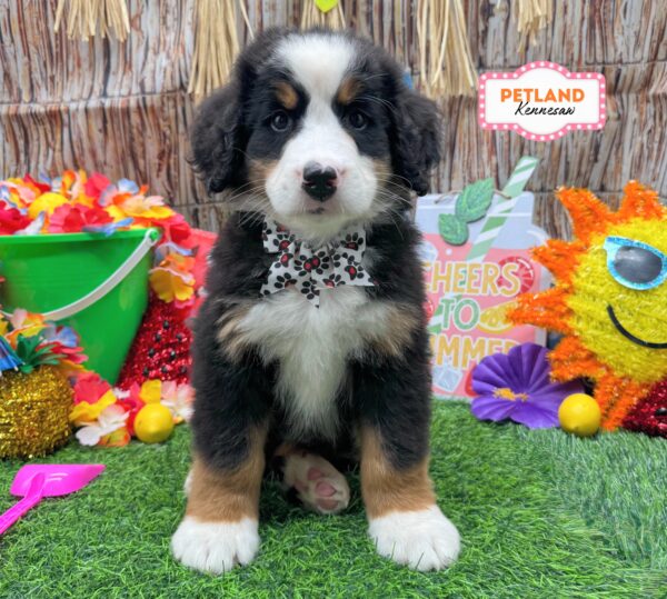 [#26194-03] Black Rust / White F Bernese Mountain Dog Puppies For Sale