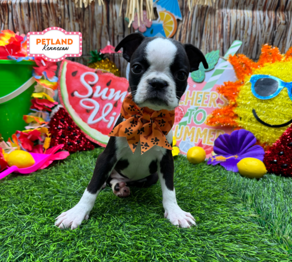 [#261404-08] Black / White F Boston Terrier Puppies For Sale