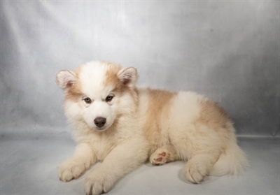 [#N05953] Red and White M Siberian Husky Puppies For Sale