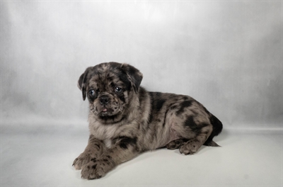 [#N06058] Blue Merle M Pug Puppies For Sale