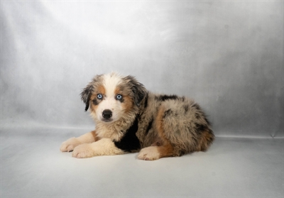 [#N06294] Blue Merle M Australian Shepherd Puppies For Sale