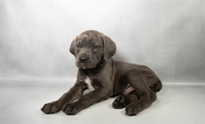 [#N06555] Blue Brindle M Cane Corso Puppies For Sale