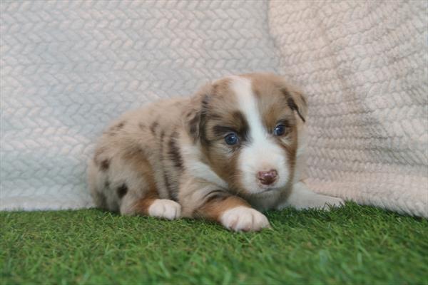 [#26208-06] Red Merle F Australian Shepherd Puppies For Sale