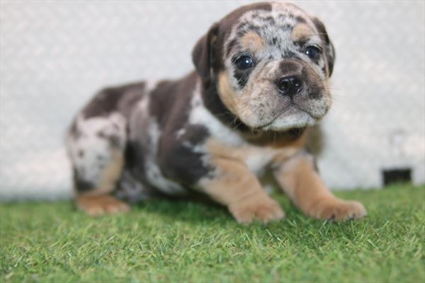 [#261406-01] Blue Merle M Beabull 3/4 Puppies For Sale