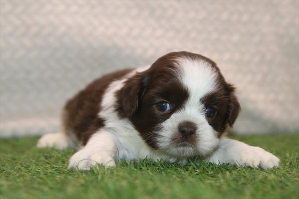 [#261367-06] Chocolate / White F Shih Tzu Puppies For Sale