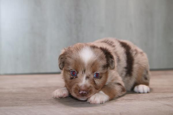 [#26216-06] Red Merle F Miniature Australian Shepherd Puppies For Sale