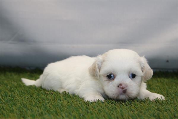 [#261373-03] Brown / White M Shih Tzu Puppies For Sale