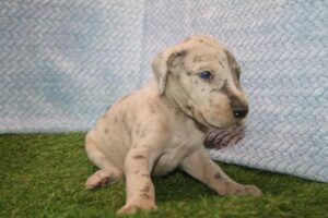 Petland Kennesaw, Georgia Great Dane puppy available