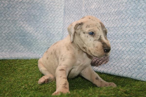 [#26222-06] Blue Merle F Great Dane Puppies For Sale