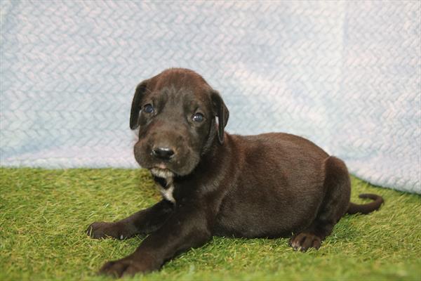 [#26222-08] Black F Great Dane Puppies For Sale